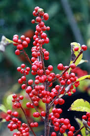 How To Grow Winterberry A Native Plant For Winter Interest