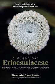 Image result for Eriocaulaceae