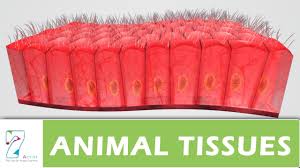 A further description of the fluid mosaic model can be viewed at Animal Tissues Part 01 Youtube