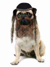 The Ins Outs Of Passover Pet Food L Chaim Fido Mr Whiskers Lizards Gerbils Food Animals Pets Pet Rats