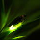 Bug Buddies: Fireflies