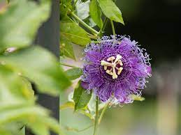 We did not find results for: Passionflower Plant Care Growing Guide