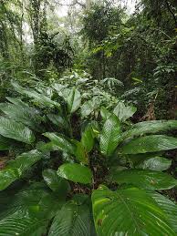 Image result for Sarcophrynium