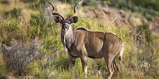 Hunger strikes thirty african countries with extreme force, especially those in the contiguous areas of the sahara. African Antelopes 78 Species Ranging The Whole Continent