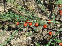 Image result for Asparagus krebsianus