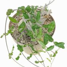 Image result for Fockea angustifolia