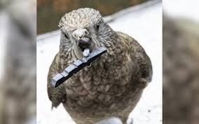 Disabled kea uses tools for self-care