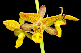 Image result for Eulophia tuberculata