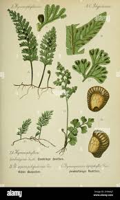 Image result for Hymenophyllum tunbridgense