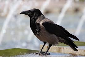 Перевод песни water fountain — рейтинг: Hd Wallpaper Fountain Crow Water Animal Bird Nature Water Surface Wallpaper Flare