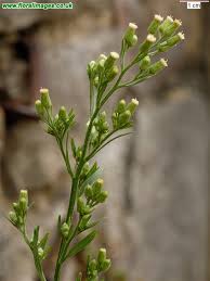 Image result for Erigeron sumatrensis