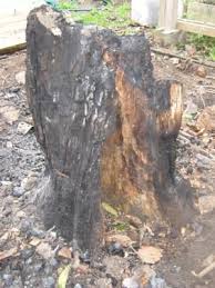 Permaculture Magazine Permaculture Magazine Permaculture Tree Stump