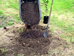 Maybe you would like to learn more about one of these? Citrus Planting In Ground