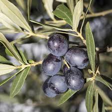Native to the southern tip of texas and northern mexico. Plants Of Wild Olive Tree Olea Europaea Sylvestris T O G