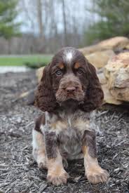 Black And White Short Hair English Springer Spaniel Liver Tri Roan English Springer Spaniel Puppy In 2020 English Springer Spaniel Puppy Cocker Spaniel Puppies Springer Spaniel Puppies
