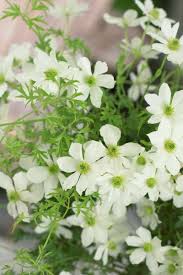 Clematis avalanche has large flowers over curly, parsley like evergreen foliage climbing to between 6 and 8 feet tall its is one of the best spring bloomers available, filling the air with a sweet fragrance. Clematis Cartmanii Avalanche Affiliate Clematis Evergreen Clematis Clematis Garden Plants
