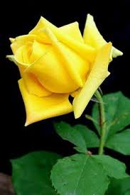 160 ottime idee su Rosa gialla | rosa gialla, fiori, bellissimi fiori