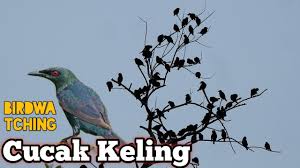 Download suara burung bubut mp3. Burung Bubut Dialam Liar Youtube
