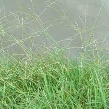 Image result for Eragrostis humidicola