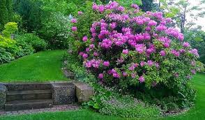 Ca 45 Jahre Alter Rhododendron In Blute Mai Juni Mit Einer Unterpflanzung Aus Storchschnabel Bergenie Und Frauenmantel Garten Frauenmantel Und Gartengestaltung