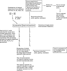 Image result for Cucumis quintanilhae
