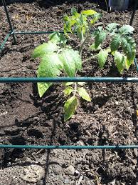 Shop wayfair for all the best planter boxes. Grow The Perfect Tomato With Our Cedar Planter Boxes Wood Country Handcrafted Outdoor Furniture