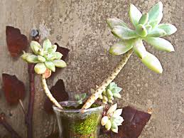 10:26 um botânico no apartamento 62 499 просмотров. Cacto Ou Suculenta Crescendo Torto Minhas Plantas