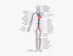 There are two types of nerve fibres associated with the pns; Circulatory Human System Cardiovascular System Diagram Unlabeled Hd Png Download Transparent Png Image Pngitem