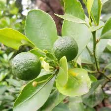 Image result for Citrus × aurantiifolia