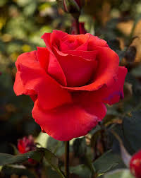 Check spelling or type a new query. The Most Fragrant Roses For Your Garden Better Homes Gardens
