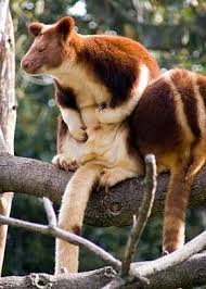 See more ideas about endangered animals, animals, endangered. Very Rare And Only In Papua These Are 5 Facts About The Wondiwoi Tree Kangaroo Visit Indonesia The Most Beautiful Archipelago In The World
