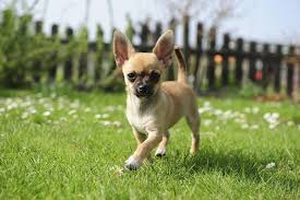 The petite size is expected though, as both its parents are both toy breed. Chihuahua Terrier Mix Complete Guide 2021 Canine Hq