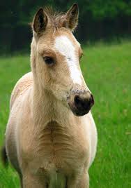 Check spelling or type a new query. Foal Horse Pony Baby Horse Young Colt New Forest Pony Equine Animal Wild Nature Pikist