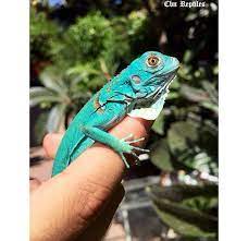 Axanthic Blue Iguana Baby Green Iguana Animals Iguana