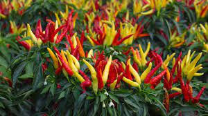Me and my girlfriend are growing chilli peppers indoors from seeds we bought, but we want to know if you can grow the plants from the seeds inside chilli peppers, too? How To Grow Chillies Indoors Chili Plants Growing In House
