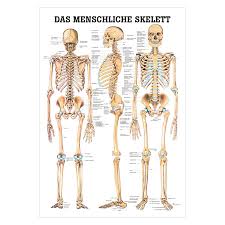 Produced on medium weight cover stock paper, this poster strikes a balance between quality and affordability. Human Skeleton Wall Chart Bancar