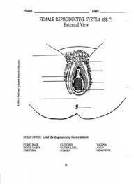 However, in the case of the reproduction process, two different systems are required, of different sexes, male and female.this is, of course, why the process is called sexual reproduction. 36 Best Ideas For Coloring Female Reproductive System Coloring Page