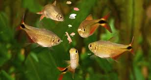 #3 · aug 2, 2008. Overfeeding Fish Why It S A Problem And How To Avoid It Petcoach