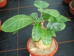 Image result for Cibirhiza