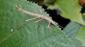 Maybe you would like to learn more about one of these? Keeping And Caring For Stick Insects As Pets