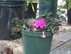 Image result for Afroqueta capensis