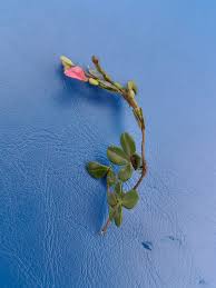 Image result for Zornia setosa