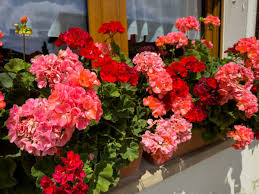 Image result for foto muškáty