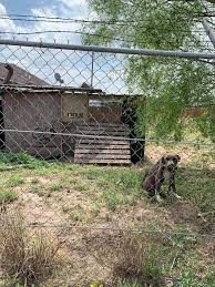 This is a list of dog breeds, including extant breeds and extinct breeds, varieties and types. Chained And Broken Dallas Animal Rescue Promises Justice A New Life Pet Rescue Report