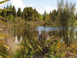 The term 'wetland' is often used interchangeably with other it is important to understand that there are several different types of wetlands, and often these wetland. Swamps National Wetland Trust Of New Zealand Types Of Wetlands