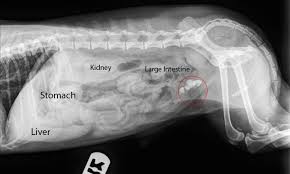 How To Read A Radiograph X Ray Vet Medicine Veterinary Tech Vet Tech School