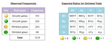 Now assume we are performing a hypothesis test. Chi Squared Test Bioninja