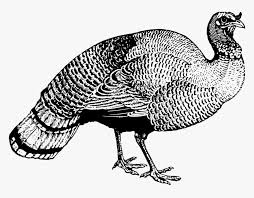 Bird Drawing Turkey Wild Turkey In Black And White Clipart Hd Png Download Kindpng Also drawing turkey wild available at png transparent variant. bird drawing turkey wild turkey in