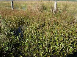Image result for Persicaria strigosa