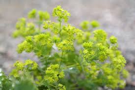 We did not find results for: 53 Favourite Perennials To Plant In Zone 3 Shifting Roots Flowers Perennials Best Perennials Perennials